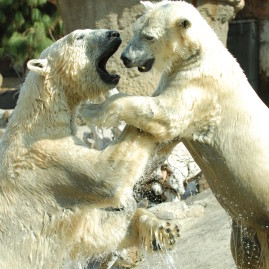 Animals